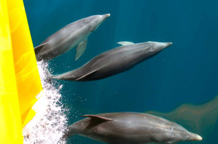 Nouvelle-Zélande - Bay of Islands - Explore Group, Discover the bay