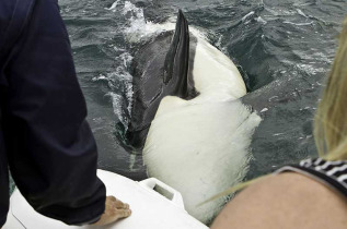 Nouvelle-Zélande - Coromandel - Croisière dans la baie de Mercury