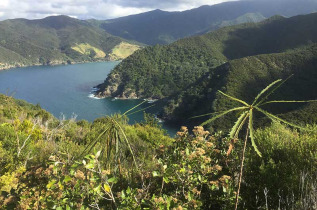 Nouvelle-Zélande - Péninsule de Coromandel