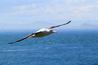 Nouvelle-Zélande - Dunedin - Faune sauvage de la péninsule d'Otago