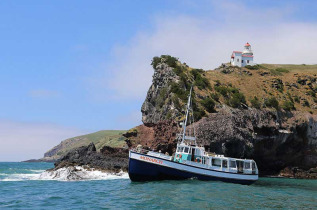 Nouvelle-Zélande - Dunedin - Croisière Monarch Cruises dans le port d'Otago et Observation de la faune marine