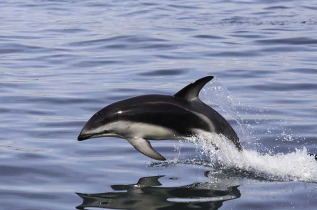 Nouvelle-Zélande - Dunedin - Croisière Monarch Cruises et visite au Royal Albatross Centre