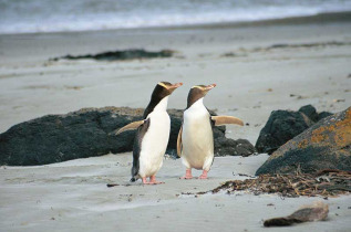 Nouvelle-Zélande - Dunedin - The Penguin Place © DunedinNZ