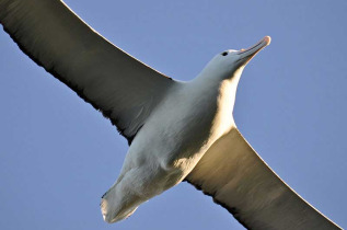 Nouvelle-Zélande - Dunedin - Visite guidée au Royal Albatross Centre