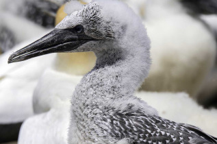 Nouvelle-Zélande - Hawke's Bay - Cape Kidnappers - Gannet safaris Overland