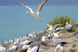 Nouvelle-Zélande - Hawkes Bay