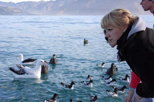 Nouvelle-Zélande - Kaikoura - Croisière d'observation des albatros