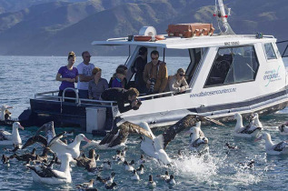 Nouvelle-Zélande - Kaikoura - Croisière d'observation des albatros