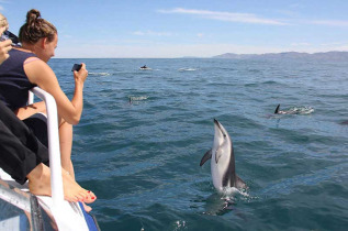 Nouvelle-Zélande - Kaikoura - Nager avec les dauphins