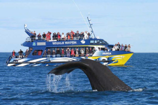 Nouvelle-Zélande - Christchurch - Croisière d'observation des baleines à Kaikoura - aller en bus et retour en train