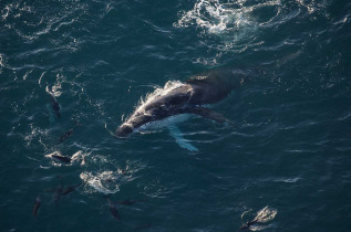 Nouvelle-Zélande - Kaikoura - Wings Over Whales
