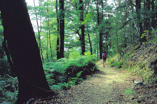 Nouvelle-Zélande - Marlborough Sounds - Aventure guidée en kayak et randonnée libre sur la Queen Charlotte Track