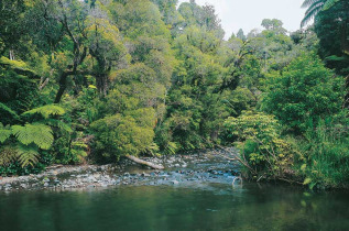 Nouvelle-Zélande - Northland, Waipoua © Northland Inc