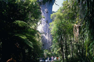 Nouvelle-Zélande - Marche à la tombée de la nuit dans la forêt de Waipoua © Northland Inc