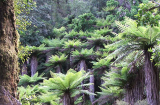 Nouvelle-Zélande - Rotorua - Foris eco-tours - Randonnée dans le forêt de Whirinaki
