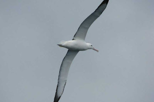 Nouvelle-Zélande - Stewart Island - Avifaune et flore de l'île d'Ulva à la demi-journée