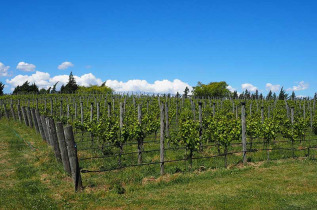 Nouvelle-Zélande - Wanaka - Les vignobles du Central Otago © Nouvelle-zelande-a-la-carte.com