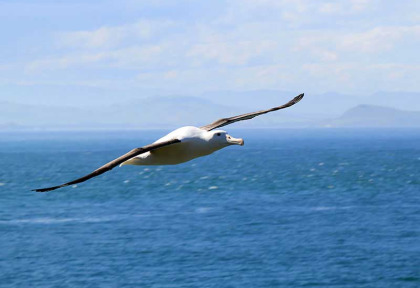 Nouvelle-Zélande - Dunedin - Faune sauvage de la péninsule d'Otago sous toutes ses coutures
