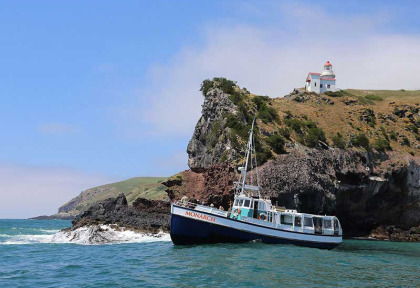 Nouvelle-Zélande - Dunedin - Croisière Monarch Cruises - Observation de la faune marine