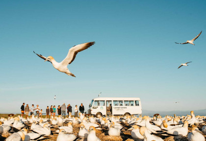 Nouvelle-Zélande - Hawke's Bay - Cape Kidnappers - Gannet safaris Overland