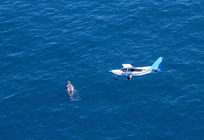 Nouvelle-Zélande - Kaikoura - Wings Over Whales