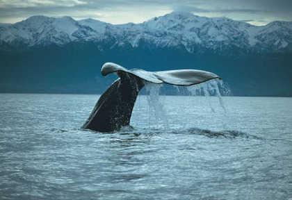 Nouvelle-Zélande - Christchurch - Croisière d'observation des baleines à Kaikoura - aller en bus et retour en train