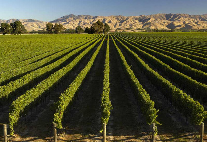 Nouvelle-Zélande - Marlborough - Les vignobles de Marlborough