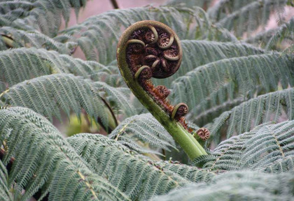 Nouvelle-Zélande - Stewart Island - Avifaune et flore de l'île d'Ulva à la demi-journée