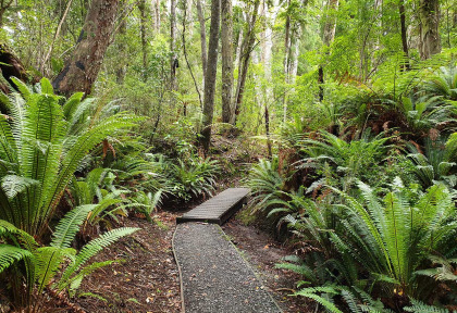 Nouvelle-zélande - Stewart island - Ulva Island © Ruggedy Ranges