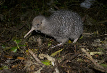 Nouvelle-Zélande - Wellington - Visite nocturne guidée de la réserve de Zealandia © Zeelandia