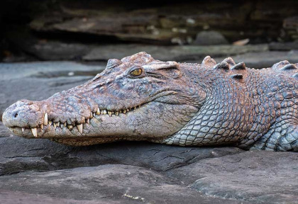 Croisières PONANT - Australie - Le Kimberley Emblématique de Darwin à Broome © Studio Ponant, Nick Rains