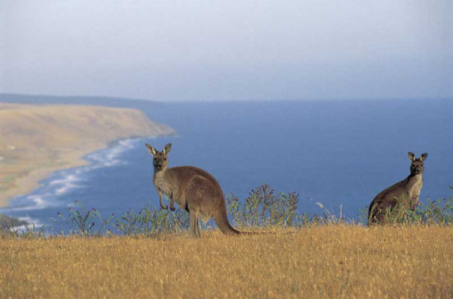 Australie - South Australia - Kandaroo Island - Kangourous