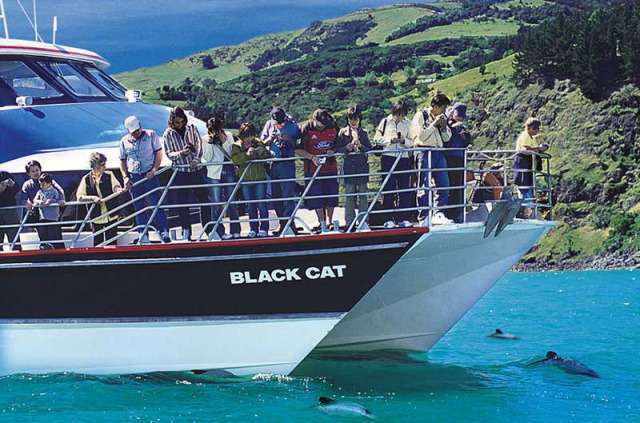 Nouvelle-Zélande - Akaroa - Faune marine et merveilles naturelles d'Akaroa