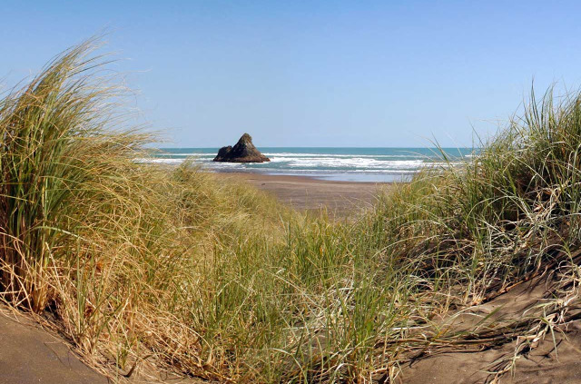 Nouvelle-Zélande - Auckland - Bush and Beach