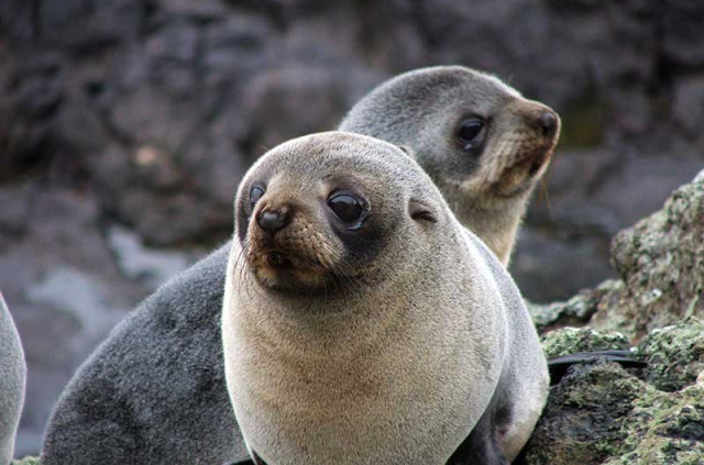 Nouvelle-Zélande - Dunedin - Faune sauvage de la péninsule d'Otago