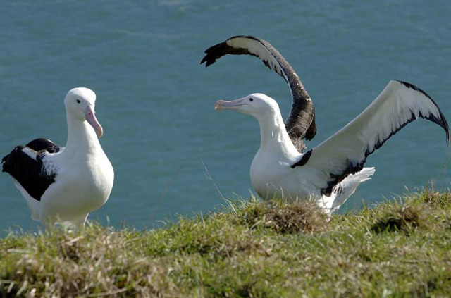 Nouvelle-Zélande - Dunedin - Visite guidée au Royal Albatross Centre