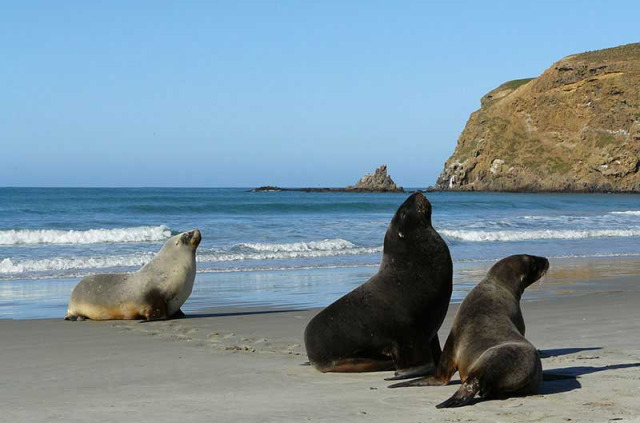 Nouvelle-Zélande - Dunedin - Faune sauvage de la péninsule d'Otago sous toutes ses coutures