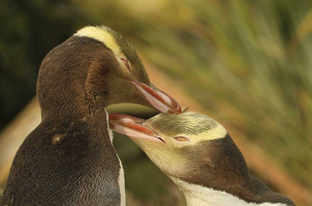 Nouvelle-Zélande - Dunedin - The Penguin Place © DunedinNZ