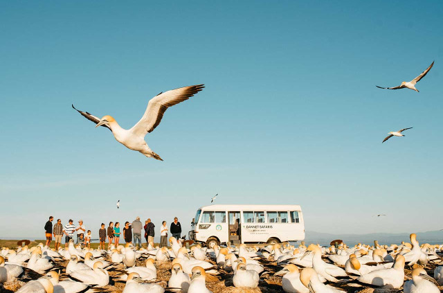 Nouvelle-Zélande - Hawke's Bay - Cape Kidnappers - Gannet safaris Overland