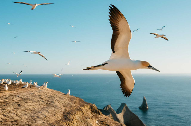 Nouvelle-Zélande - Hawke's Bay - Cape Kidnappers - Gannet safaris Overland