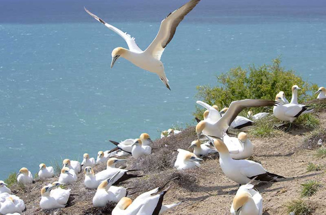 Nouvelle-Zélande - Hawkes Bay