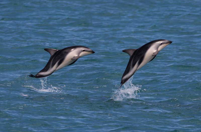 Nouvelle-Zélande - Christchurch - Le meilleur de Kaikoura en 2 jours