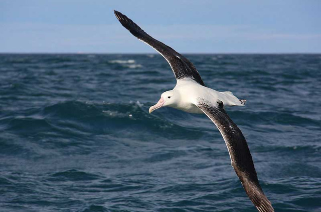 Nouvelle-Zélande - Kaikoura - Croisière d'observation des albatros