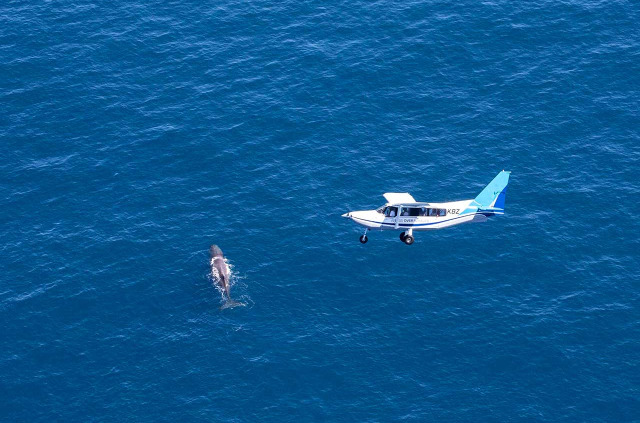 Nouvelle-Zélande - Kaikoura - Wings Over Whales