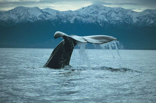 Nouvelle-Zélande - Christchurch - Croisière d'observation des baleines à Kaikoura - aller en bus et retour en train