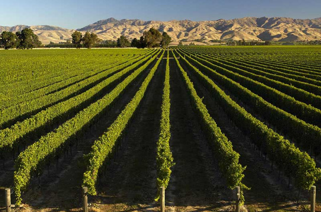 Nouvelle-Zélande - Marlborough - Les vignobles de Marlborough